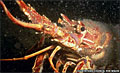 crawfish_2201010