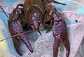 crayfish_291208