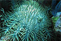 crown-thorns_150509