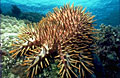 crownofthorns_230404