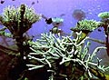 deadcoral_091004