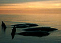 deadwhales_281003