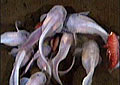 deep-fish_071008