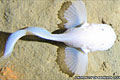 deep-fish_161010