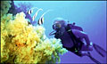 dive1