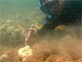 diver-coral_051007