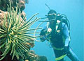 diver_070411