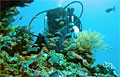 diver_160212
