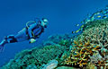 diver_301011