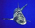 dogfish_231105