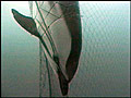 dolphin2_130603