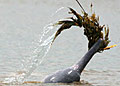 dolphin_010408