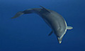 dolphin_010705