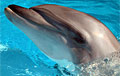 dolphin_060607
