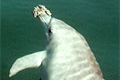 dolphin_070605