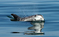 dolphin_070909