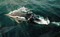 dolphin_090708