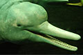 dolphin_100510