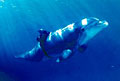 dolphin_100604