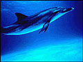 dolphin_130603