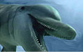 dolphin_131003