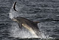 dolphin_170412