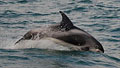 dolphin_190810