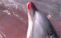 dolphin_190906