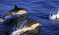 dolphin_230610