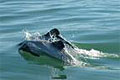 dolphin_240407