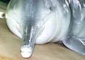 dolphin_280606
