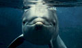 dolphin_281008