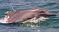 dolphin_290311
