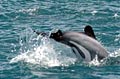 dolphin_301008