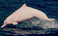 dolphin_chinese_white_110406