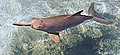 dolphin_franciscana_171205