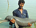 dolphin_ganges_070105