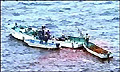 dolphin_hunt_011005