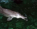 dolphin_yangtze_271005