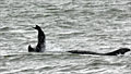 dolphine-throw_150911