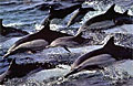 dolphins071206