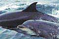 dolphins_11022005