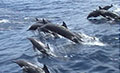dolphins_120112