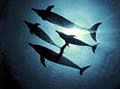 dolphins_210703