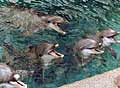 dolphins_271104