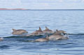 dolphins_280312