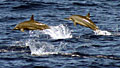 dolphins_300108
