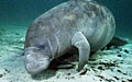 dugong_070708