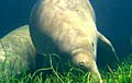 dugong_220405