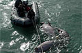dugong_260410